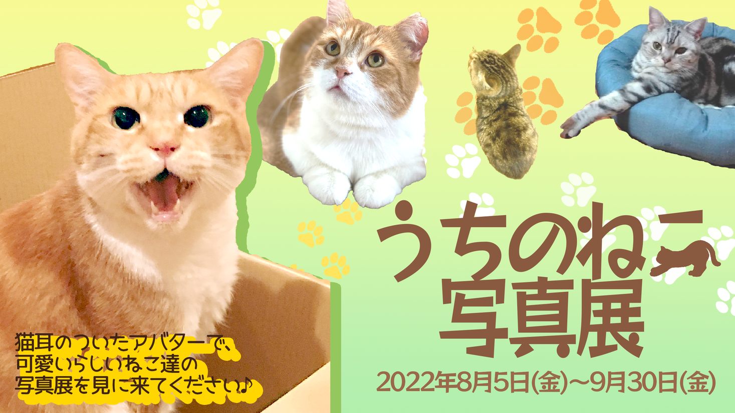 8月8日は世界猫の日！「うちのねこ写真展」をメタバースの商業施設『そらのうえショッピングモール』にて開催！｜ベネリックデジタルエンターテインメント株式会社のプレスリリース