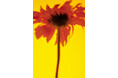 「Forget-me-nots」 が、個展“FlowErs foR yOur soUl” を開催
