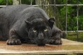 【釧路市動物園】クロヒョウを一般公開しています
