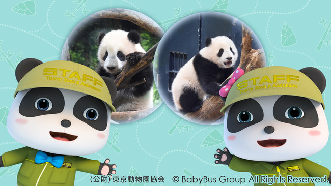 Babybusが上野動物園とコラボ ふたごのパンダ成長動画 をyoutubeで本日より無料公開 ジャパンベビーバス株式会社のプレスリリース