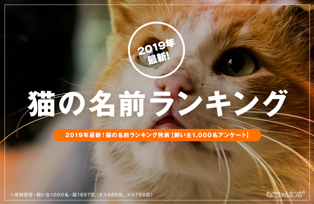 19年最新 猫の名前ランキング発表 飼い主1 000名アンケート 株式会社ピーネストジャパンのプレスリリース