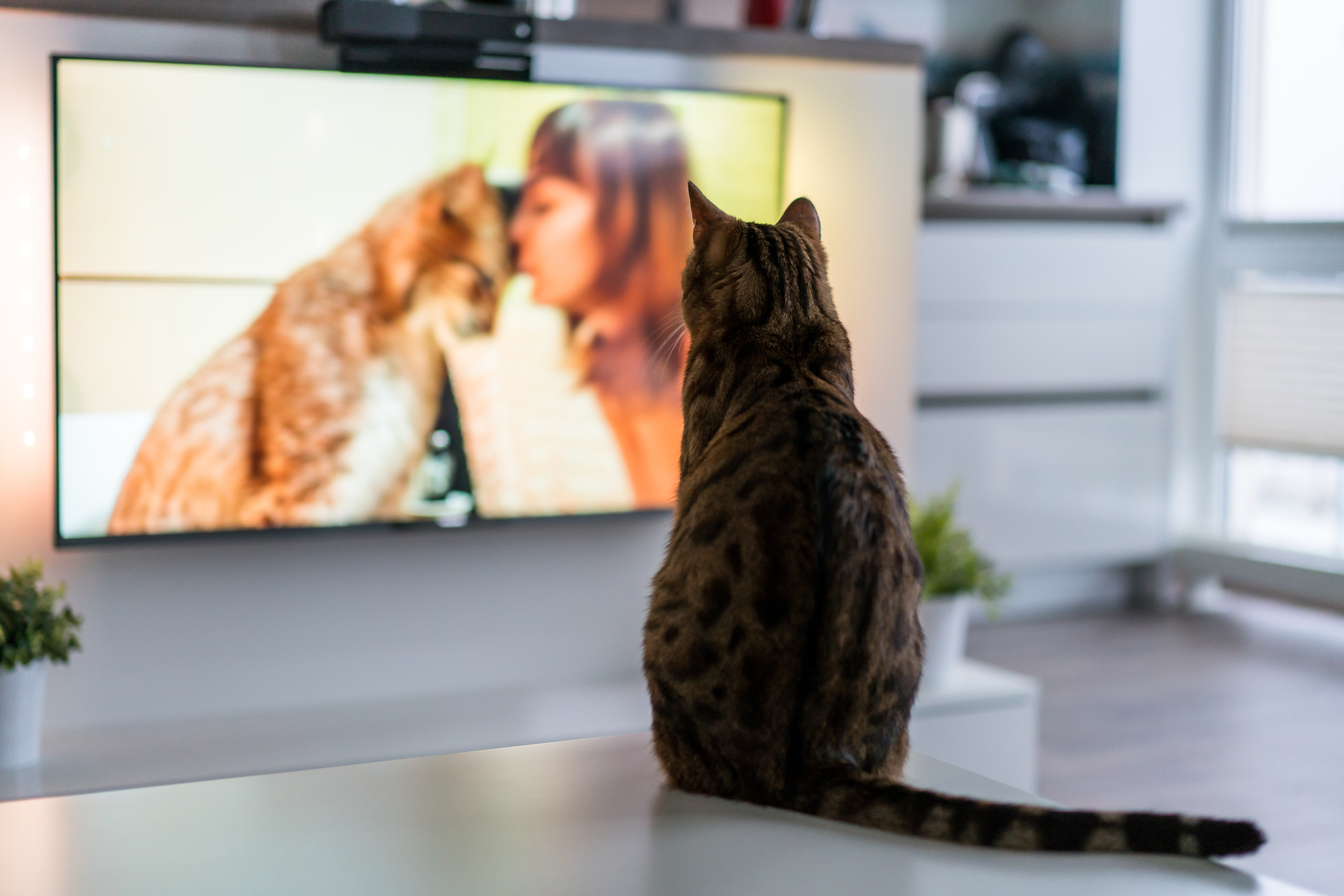 猫とテレビに関する調査 テレビを見る猫は約5割 お気に入り番組第1位 岩合光昭の世界ネコ歩き 好きなtvジャンルは 動物 ペット が最も多い結果に 株式会社ピーネストジャパンのプレスリリース