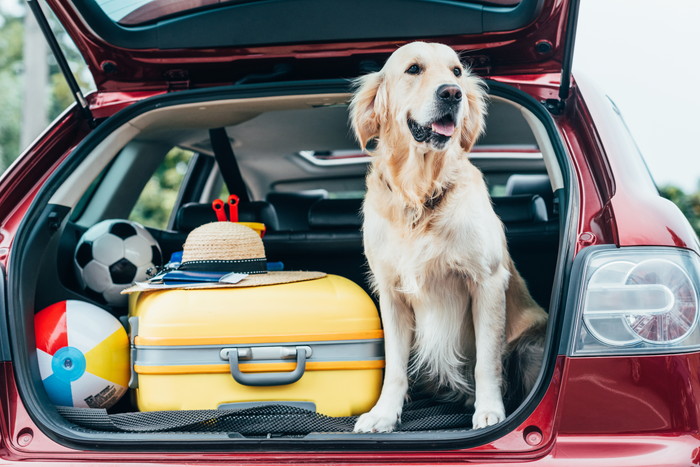 愛犬と旅行に関する意識調査 旅行に愛犬を連れて行くと8割以上が回答 子育てへの支出が少ない世帯が最も多い結果に 株式会社ピーネストジャパンのプレスリリース