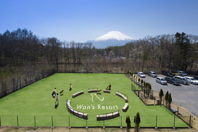 人工芝の屋外dog park