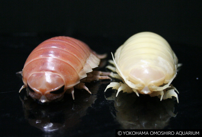 左:通常のオオグソクムシ　右:白いオオグソクムシ