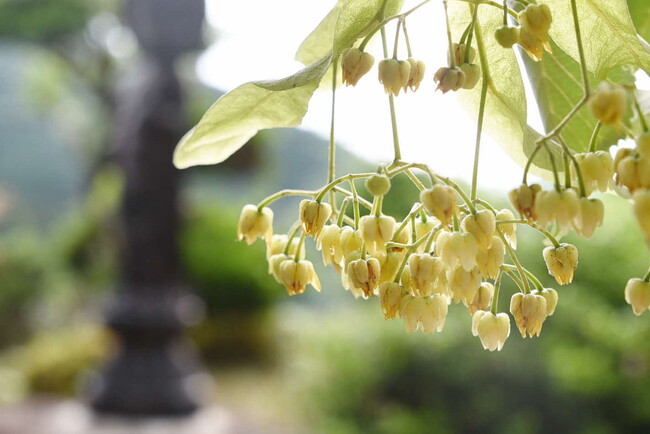 菩提樹