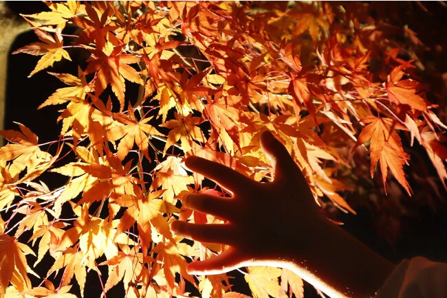 満願寺　宵の紅葉