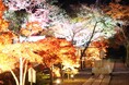 【兵庫県川西市2023】月明かりに照らされた満願寺で紅葉を愛でる