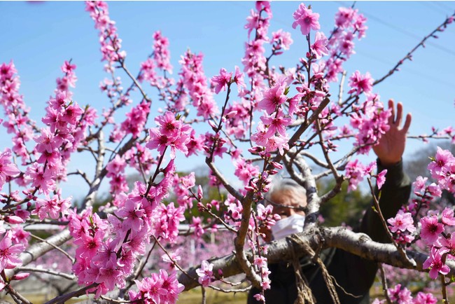 川西特産の桃の花 春を迎え満開に 川西市のプレスリリース