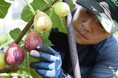 「朝採り・完熟」 兵庫県川西市でいちじくの収穫始まる！ / 兵庫県川西市