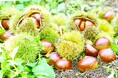秋の味覚「北摂栗」の収穫 始まる / 兵庫県川西市