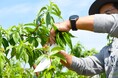 川西特産の早生桃 加茂地区で丹精込めて袋かけ / 兵庫県川西市