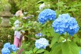 「あじさい寺」祥雲山賴光寺のアジサイ これから見ごろ / 兵庫県川西市
