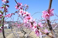 川西特産の早生桃の花 今年も開花 / 兵庫県川西市