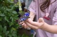世界に誇る日本の国蝶「オオムラサキ」今年も羽化 / 兵庫県川西市