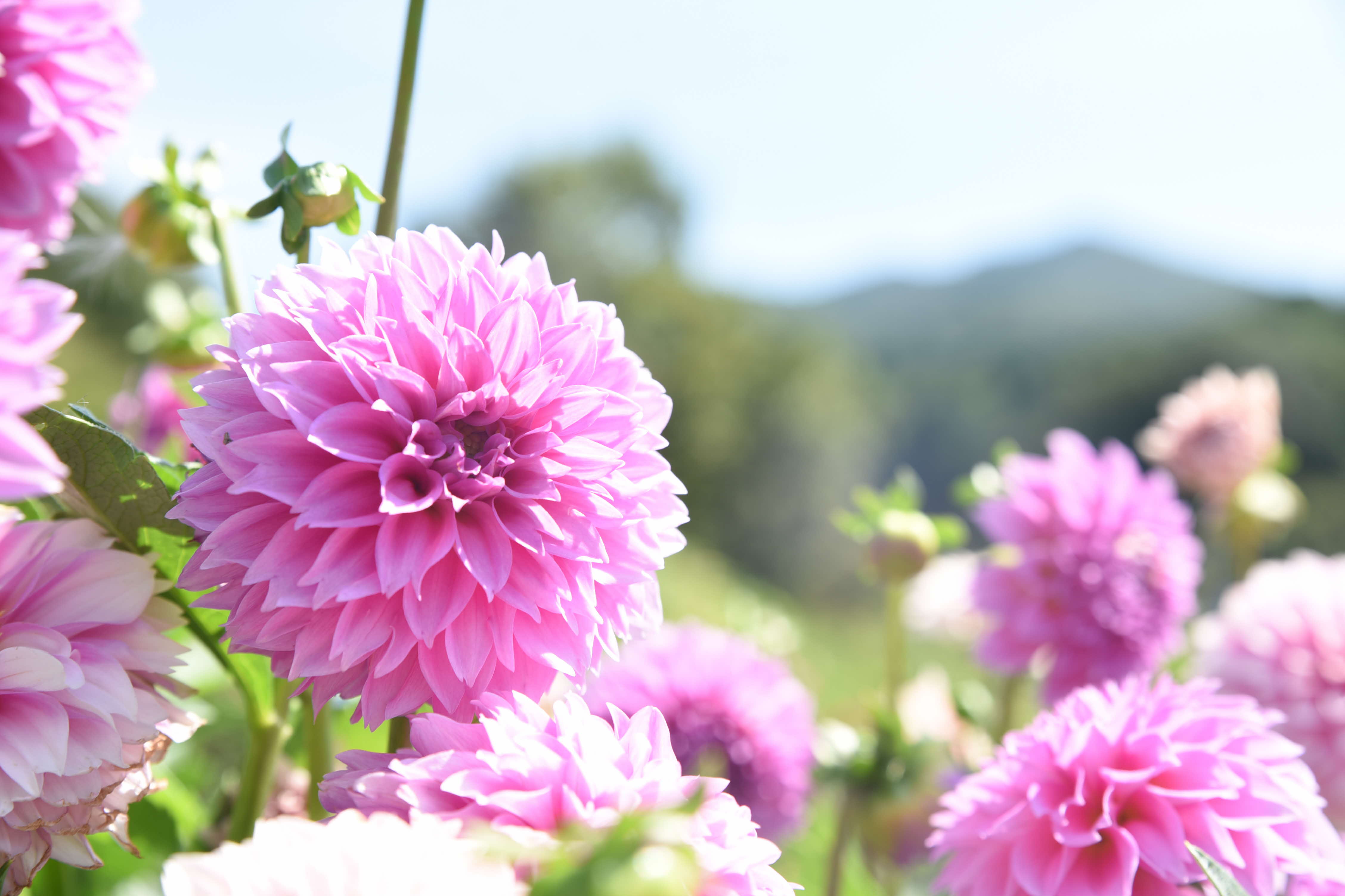 川西市 里山にダリアが咲き誇る 黒川ダリヤ園 が開園 川西市のプレスリリース