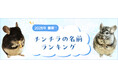【2026年最新】チンチラの名前ランキングを発表！総合1位は「オモチ」
