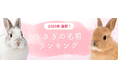 【2026年最新】うさぎの名前ランキングを発表！