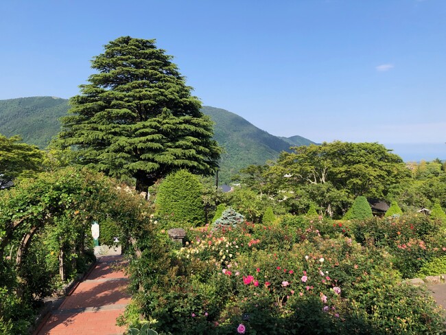 箱根強羅公園のローズガーデンで「春バラ」が開花しました