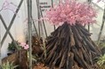 『110周年アニバーサリーキャンペーン ファイナル』箱根強羅公園の🌸「春」🌸をお届け