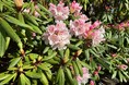 箱根強羅公園でシャクナゲが見頃を迎えました