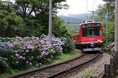 ライトアップされたあじさいの中を走る観光列車 今年も運行決定!6月14日(土)から17日間 座席指定列車「夜のあじさい号」を運行します