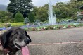 開園111周年にちなんだ初のわんちゃんイベント 箱根強羅公園「111(わんわんわん)Festa」を開催!