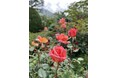 箱根強羅公園でバラが開花しました!