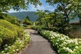箱根強羅公園に111鉢のあじさいフォトスポットが登場!