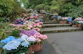 箱根強羅公園に111鉢のあじさいフォトスポットが登場!