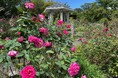 箱根強羅公園で秋バラが開花しました!