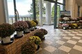 恩賜箱根公園 恒例イベント「秋のざる菊展示」を開催します!
