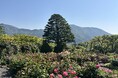 箱根強羅公園でバラが見頃を迎えました！
