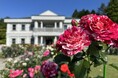 【恩賜箱根公園】「バラの即売会」を開催します！
