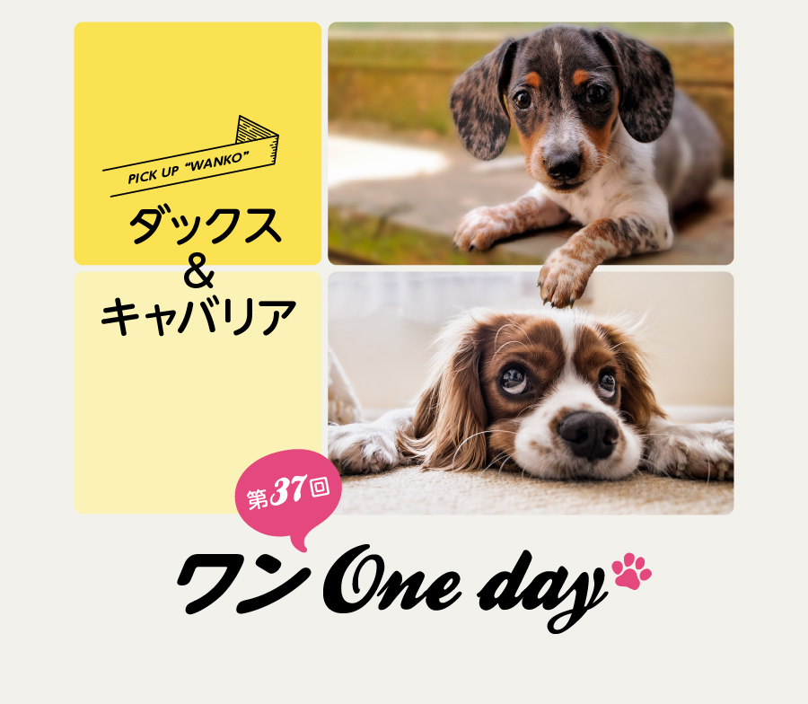 湘南T-SITE】ダックス&キャバリアが集まる「ワン One day!」を3/26(日