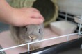 【同朋大学】アニマルセラピーの世界を体験してみませんか