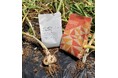 地球にやさしい製品「asue」の生分解性コーヒー豆パッケージ「asueco(あすえこ)」を堆肥化に合わせて分解、にんにく圃場での利用を開始