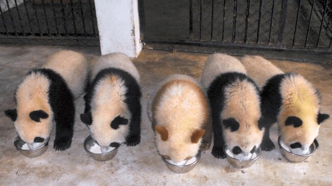 「七仔」は世界で唯一の飼育下にいる茶色のパンダ