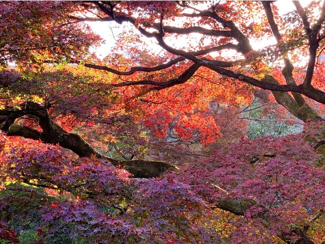 紅葉の庭園 紅葉の庭園