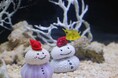 クリスマスにちなんだ生きもの大集合!四国水族館で『クリスマス展』開催中