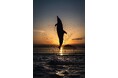 四国水族館で幻想的な夜の水族館『Nightscapeこがねいろ 2025 G.W.』を開催 5/3~5/5は21時まで延長営業