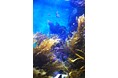 四国水族館でワカメの展示を開始