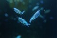 四国水族館でアオリイカの稚イカを展示しています