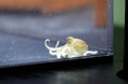香川県水産試験場で孵化したイイダコの稚ダコを四国水族館で展示しています