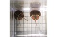 生きた化石 カブトガニの幼生を四国水族館で展示しています