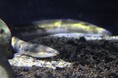 まるでバナナ⁉黄色のまだら模様が美しいニホンウナギを四国水族館で展示中