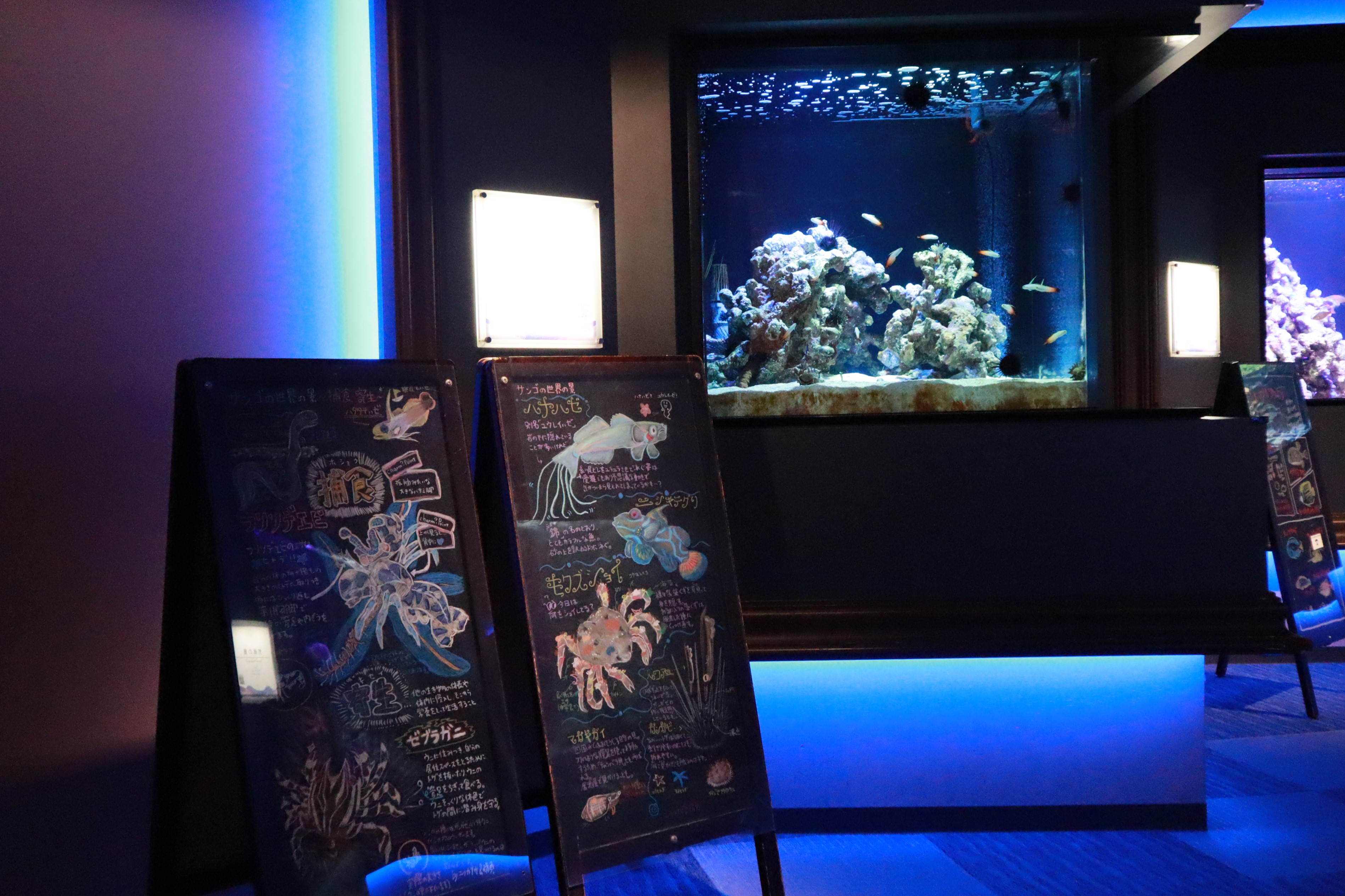 四国水族館 スマートアクアリウム静岡 連携企画開催 四国水族館の生きものたちが静岡に出張します 株式会社四国水族館開発のプレスリリース