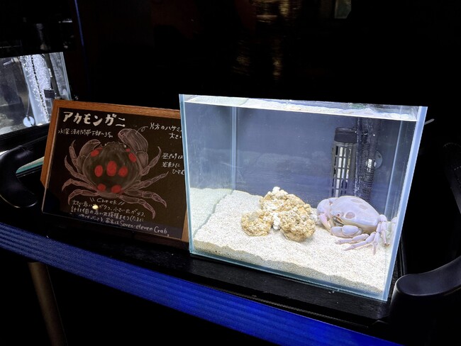 ぜひ推しカニを見つけてみてください ぜひ推しカニを見つけてみてください