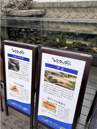 館内常設展示ニホンウナギ・アユ 館内常設展示ニホンウナギ・アユ