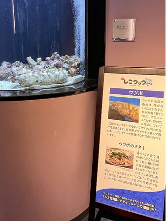 館内常設展示ウツボ 館内常設展示ウツボ